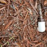 A close-up image of artillery fungus growing in damp, wet mulch at a customer's home in Tallahassee.