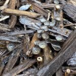 Artillery fungus growing in mulch Tallahassee