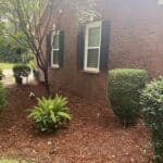 Pine straw landscape around a home